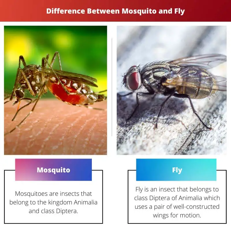 Difference Between Mosquito and Fly
