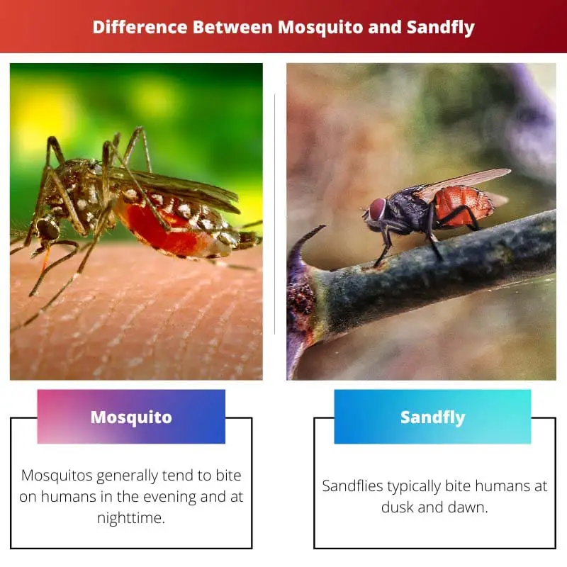 Difference Between Mosquito and Sandfly