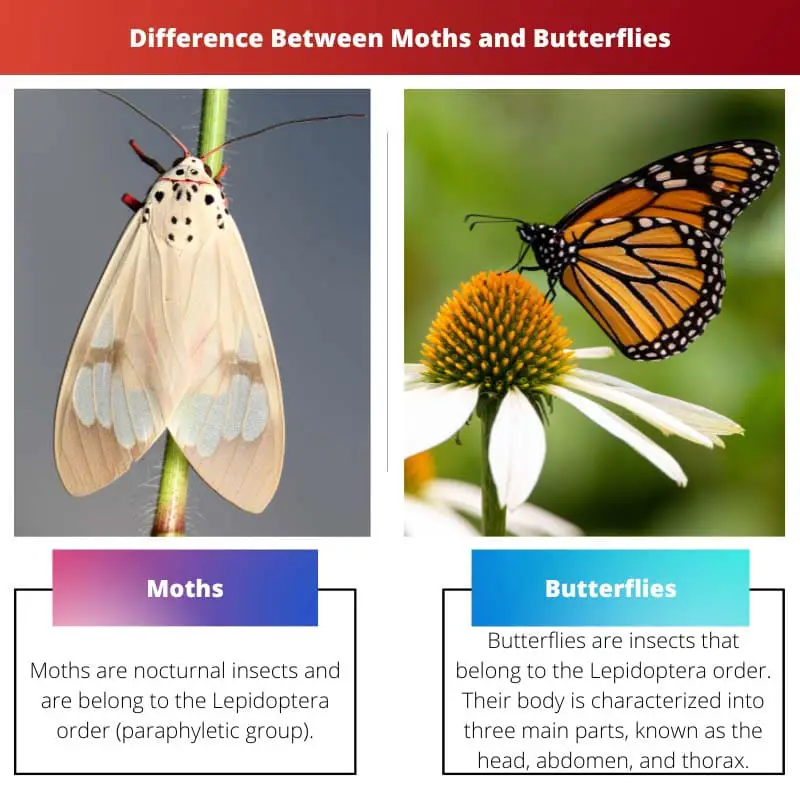 Difference Between Moths and Butterflies