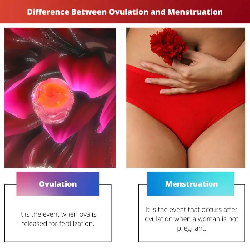 Difference Between Ovulation and Menstruation