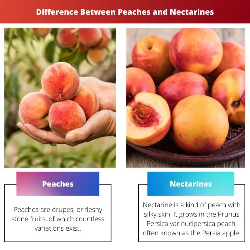 Difference Between Peaches and Nectarines