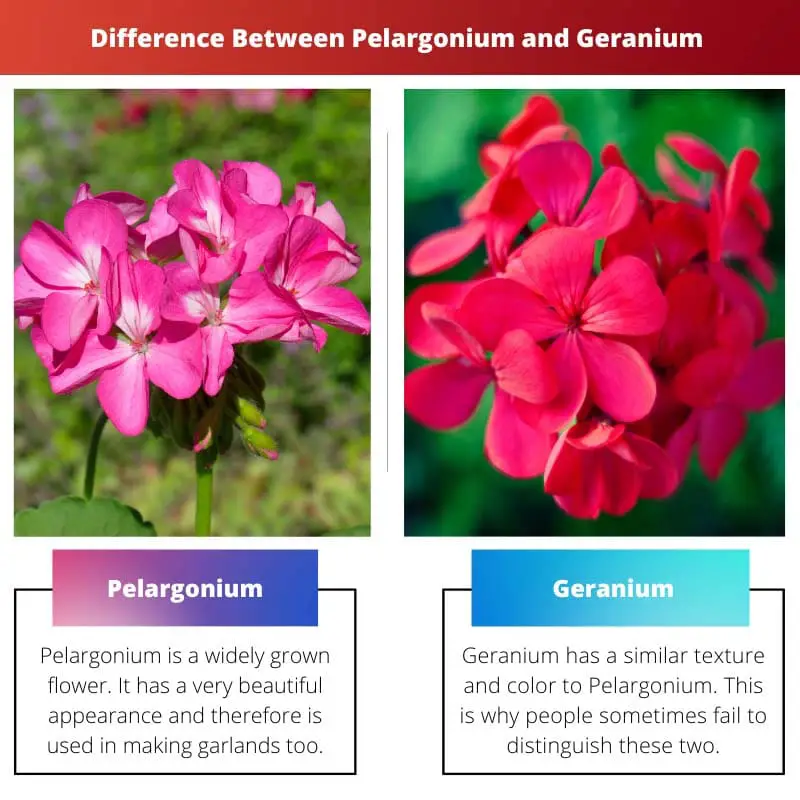 Difference Between Pelargonium and Geranium 1 1