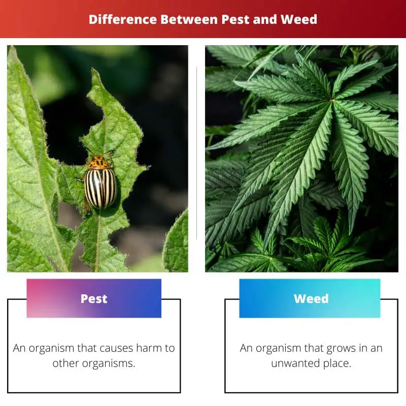 Difference Between Pest and Weed