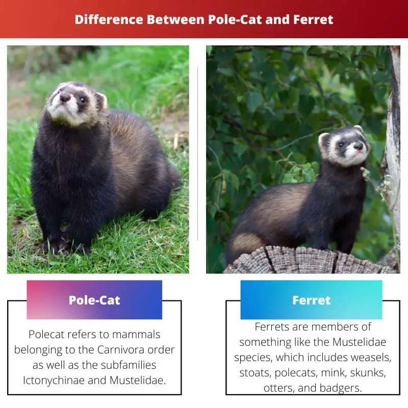 Difference Between Pole Cat and Ferret