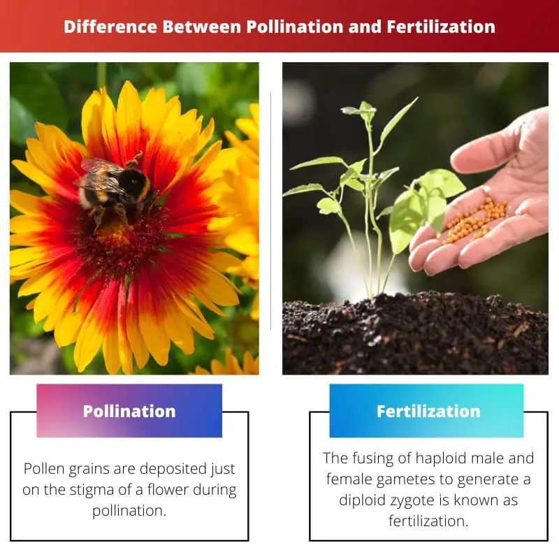Difference Between Pollination and Fertilization