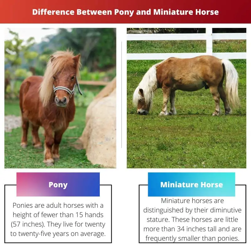 Difference Between Pony and Miniature Horse
