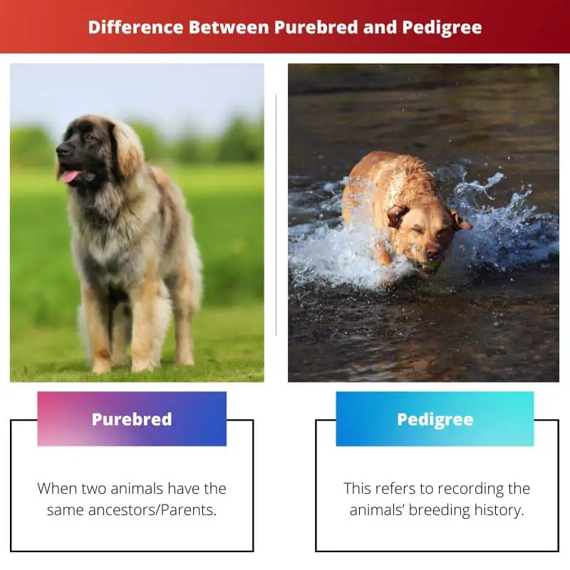 Difference Between Purebred and Pedigree