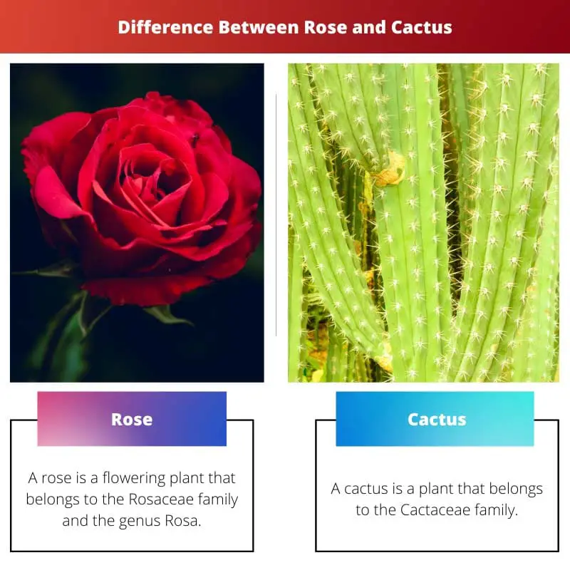 Difference Between Rose and Cactus