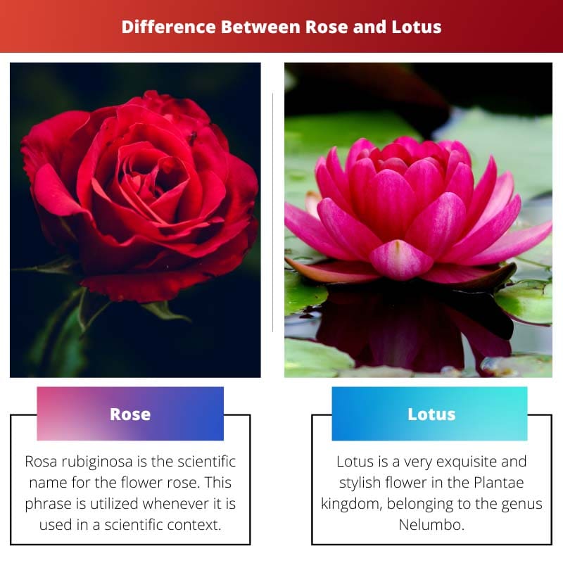 Difference Between Rose and Lotus