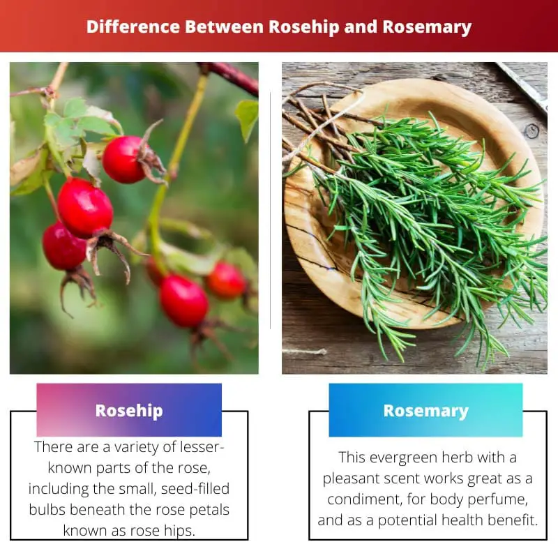 Difference Between Rosehip and Rosemary