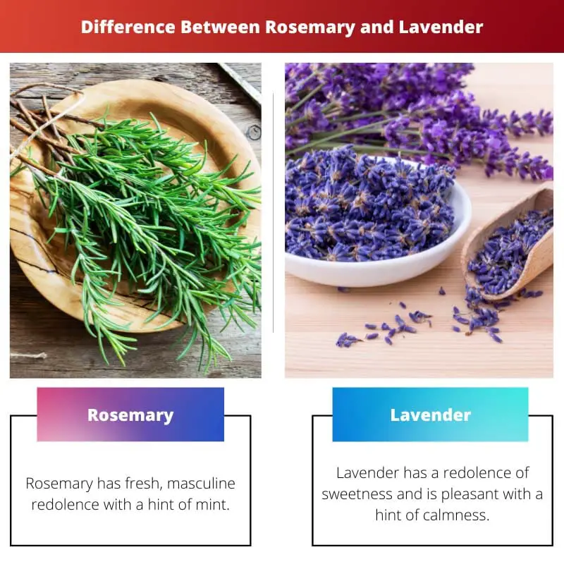 Difference Between Rosemary and Lavender
