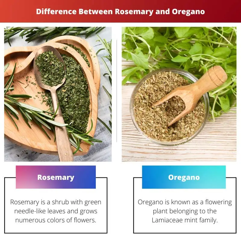 Difference Between Rosemary and Oregano