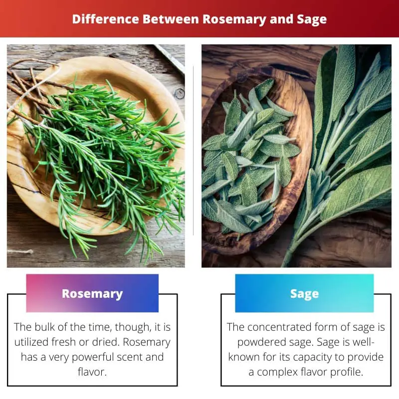 Difference Between Rosemary and Sage