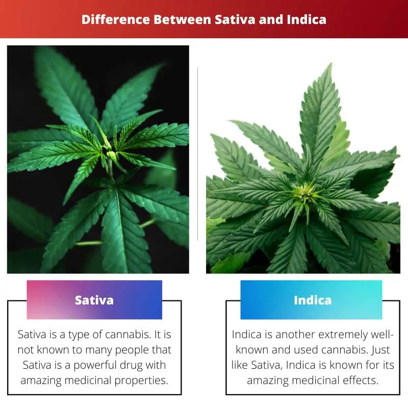 Difference Between Sativa and Indica