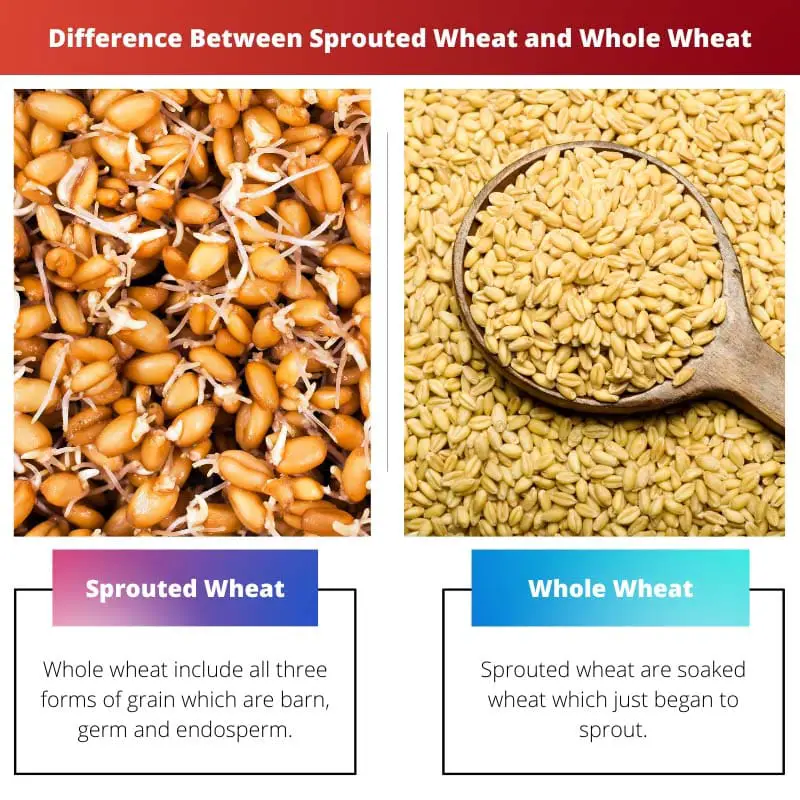 Difference Between Sprouted Wheat and Whole Wheat