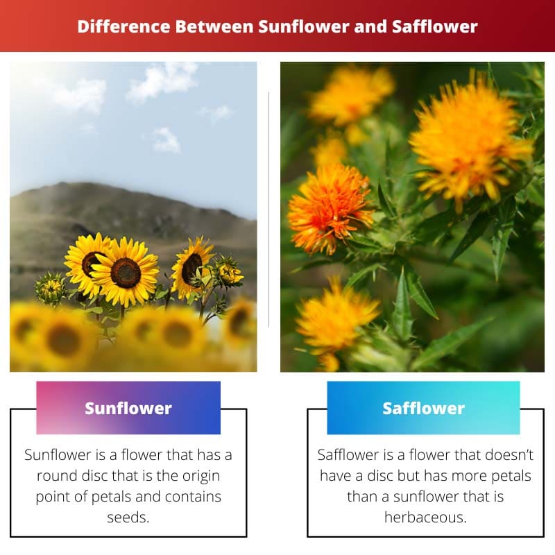 Difference Between Sunflower and Safflower