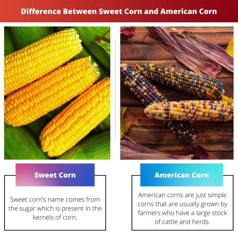 Difference Between Sweet Corn and American Corn