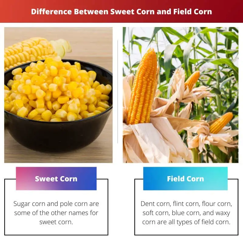 Difference Between Sweet Corn and Field Corn