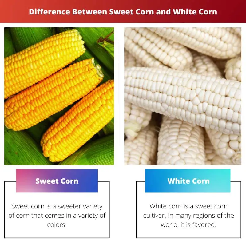 Difference Between Sweet Corn and White Corn