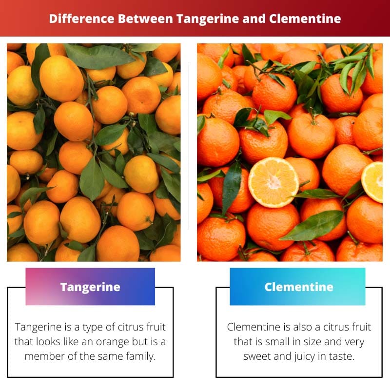 Difference Between Tangerine and Clementine