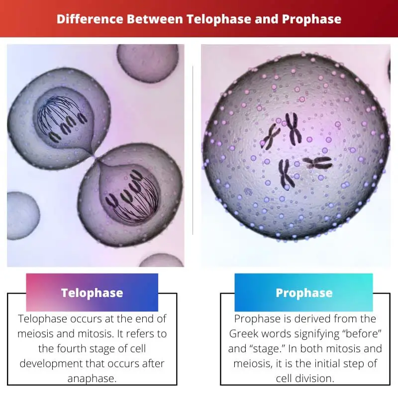 Difference Between Telophase and Prophase