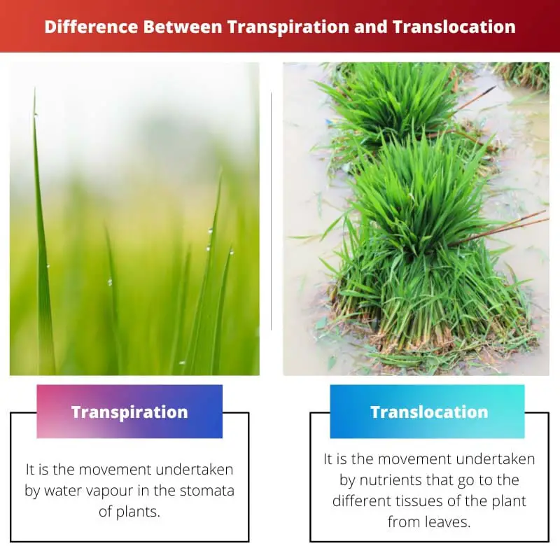 Difference Between Transpiration and Translocation