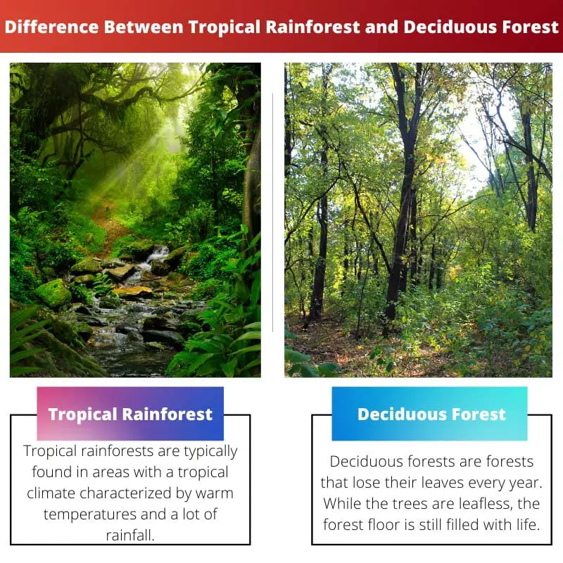 Difference Between Tropical Rainforest and Deciduous Forest