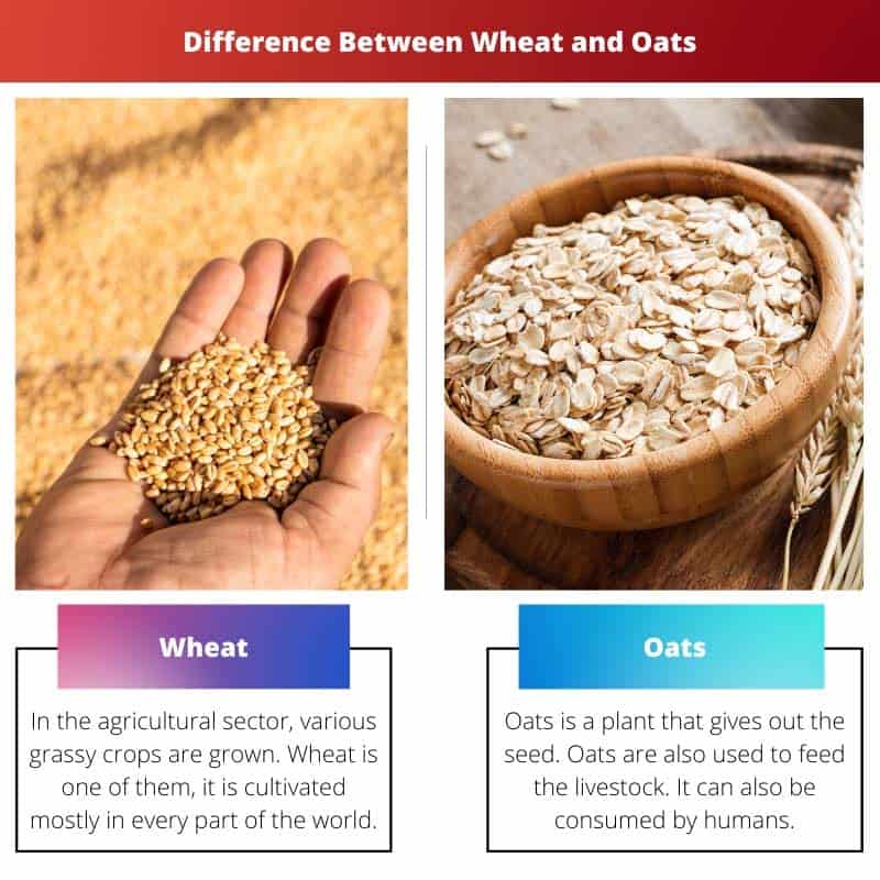 wheat-vs-oats-difference-and-comparison