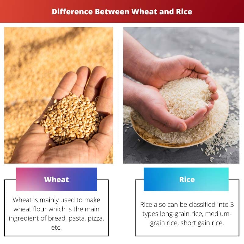 Difference Between Wheat and Rice
