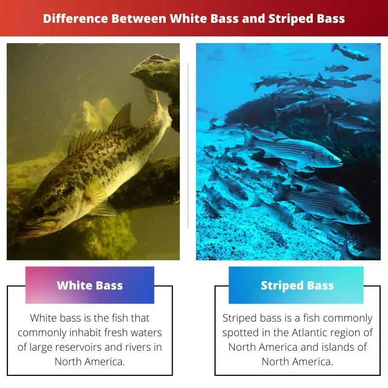 Difference Between White Bass and Striped Bass