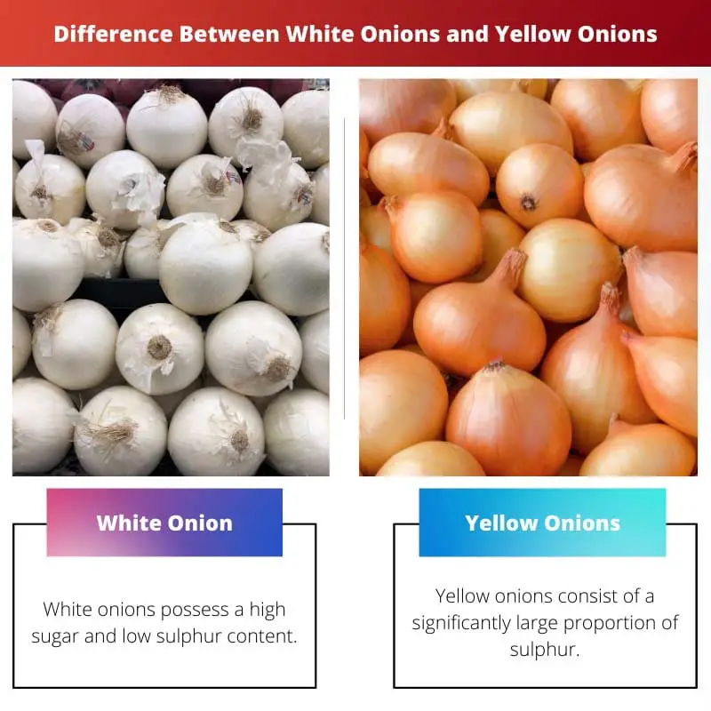 Difference Between White Onions and Yellow Onions