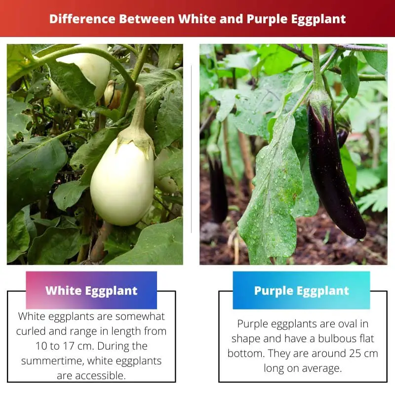 Difference Between White and Purple Eggplant