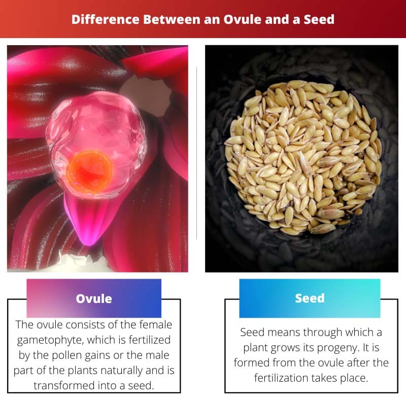 Difference Between an Ovule and a Seed