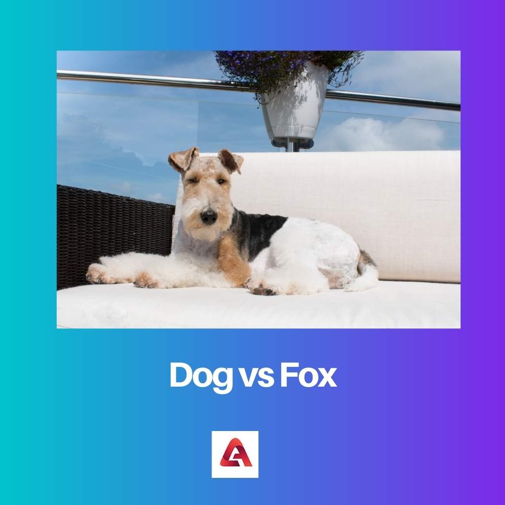 Dog vs
