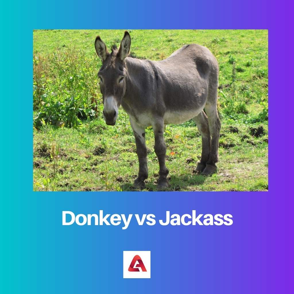 Donkey vs Jackass
