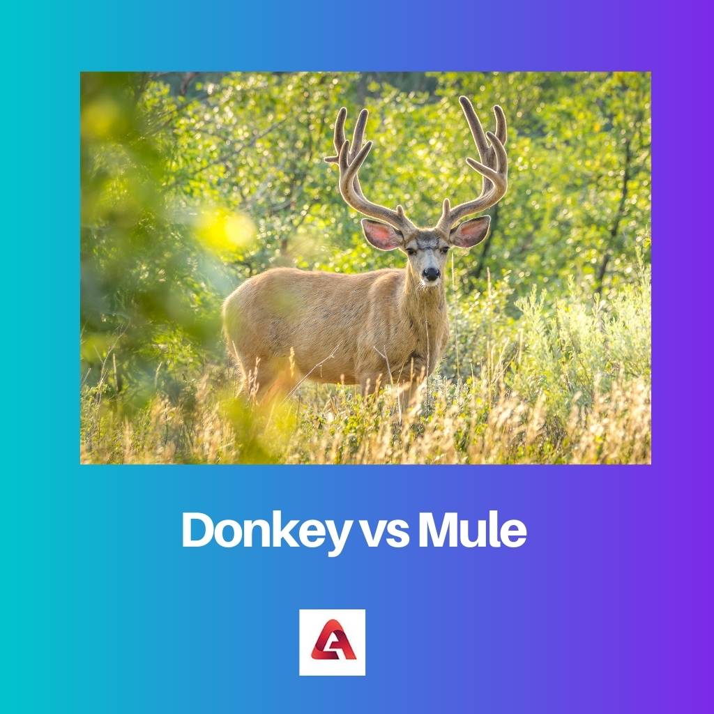Donkey vs Mule