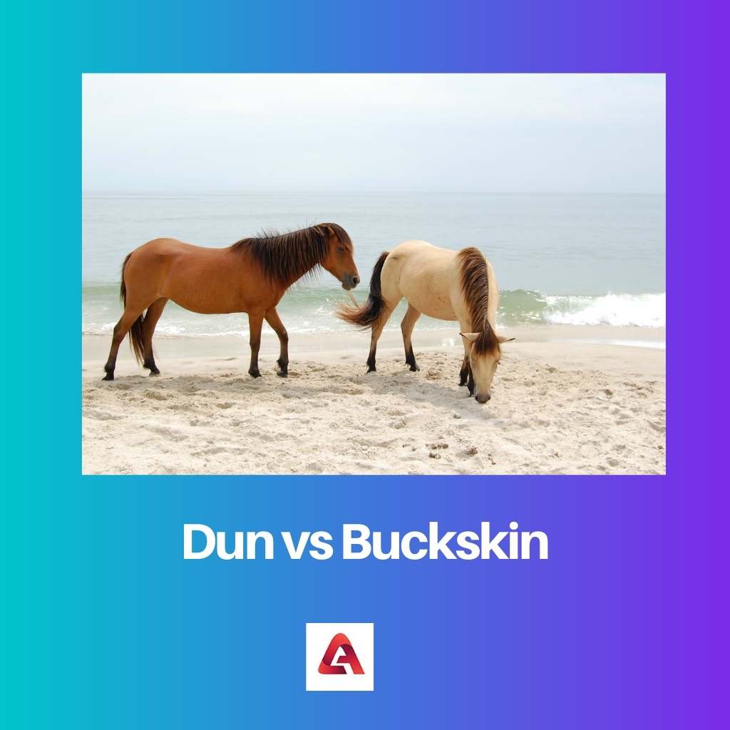 Dun vs Buckskin