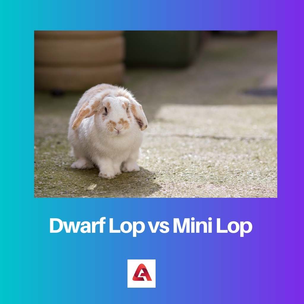 Dwarf Lop vs Mini Lop