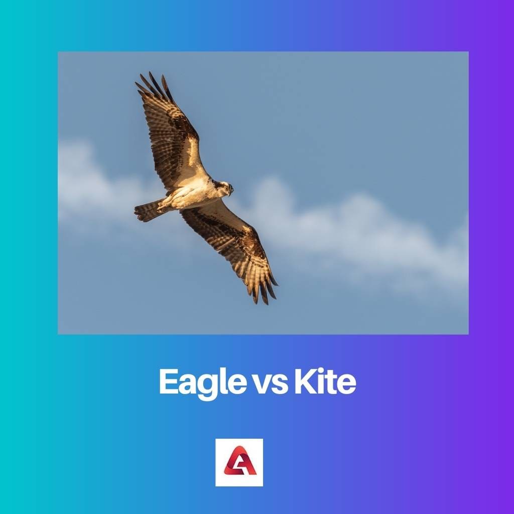 Eagle vs Kite