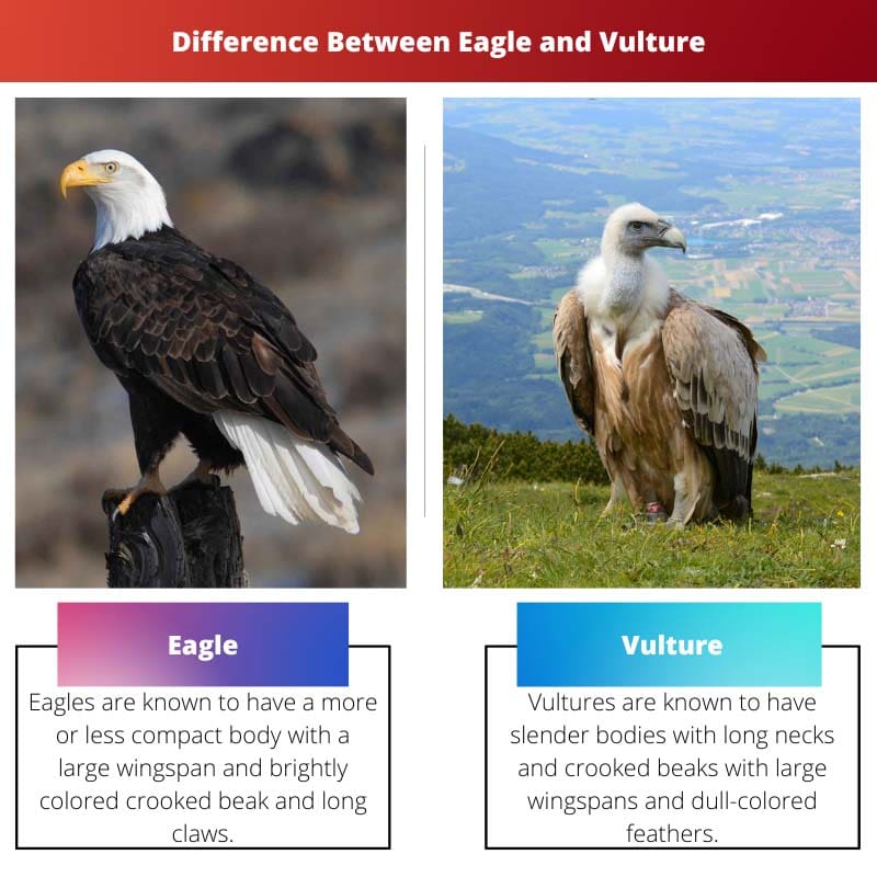 Eagle vs Vultur – Difference Between Eagle and Vulture