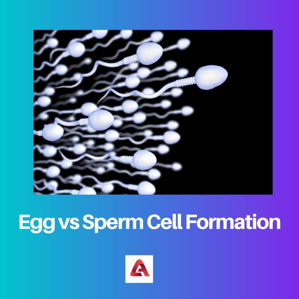 Egg vs Sperm Cell Formation
