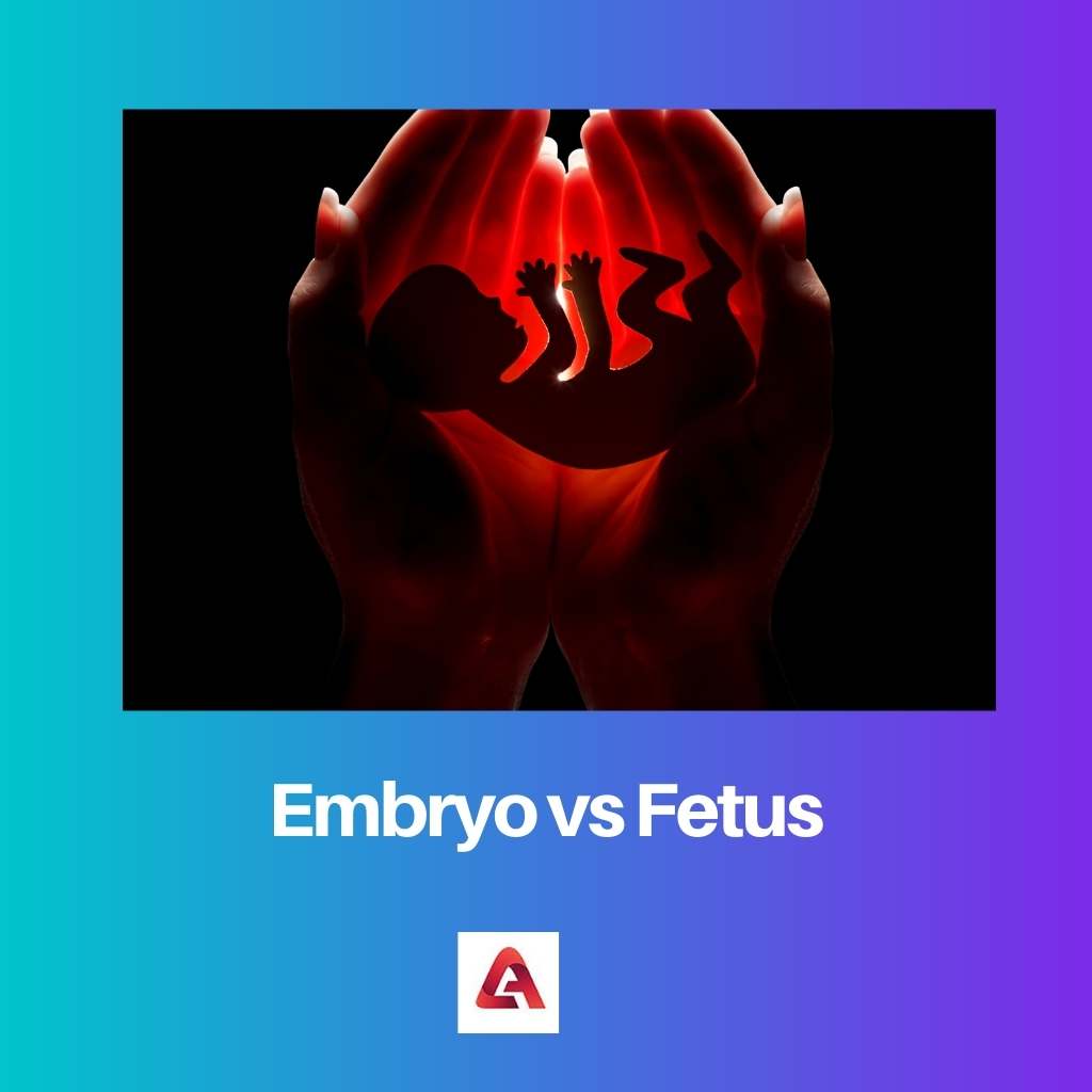Embryo vs Fetus