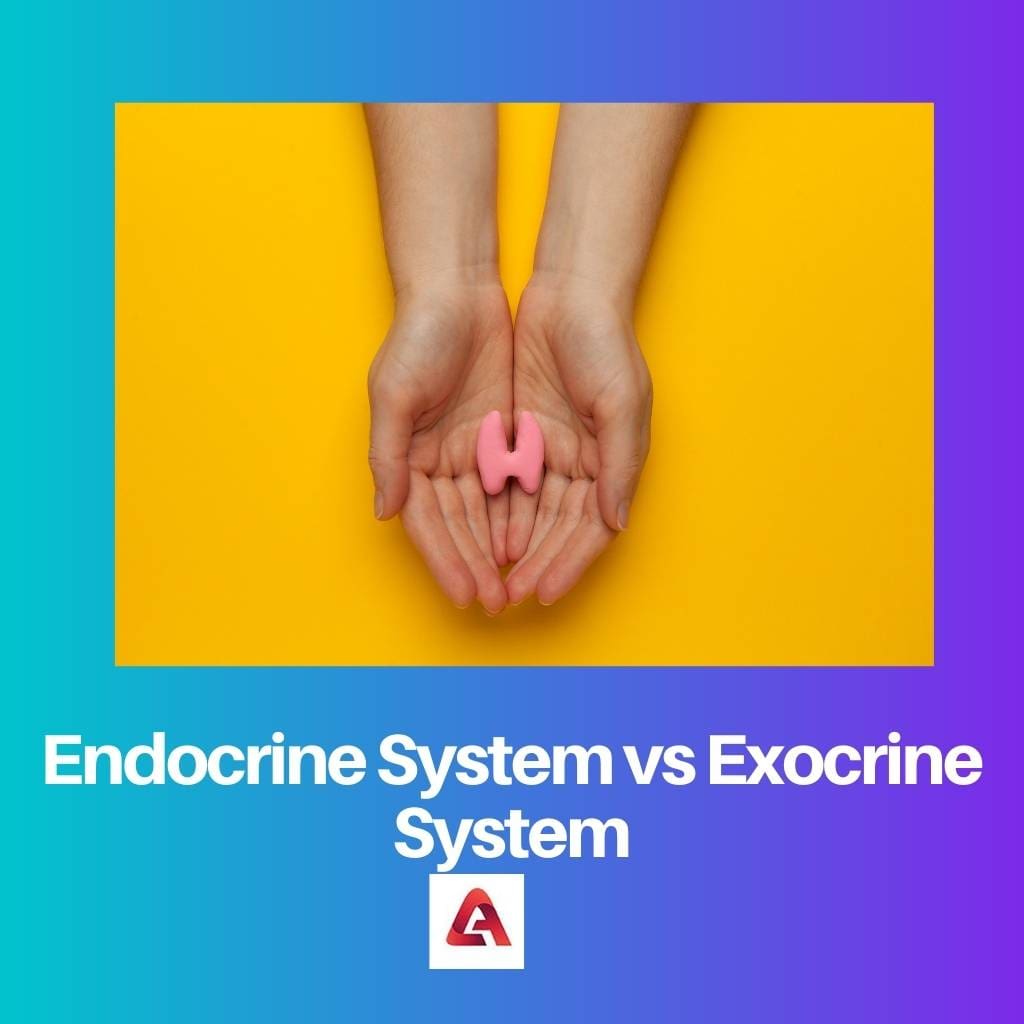 Endocrine System vs Exocrine System
