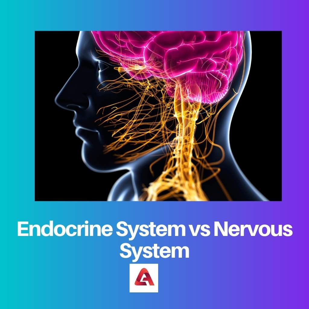 Endocrine System vs Nervous System