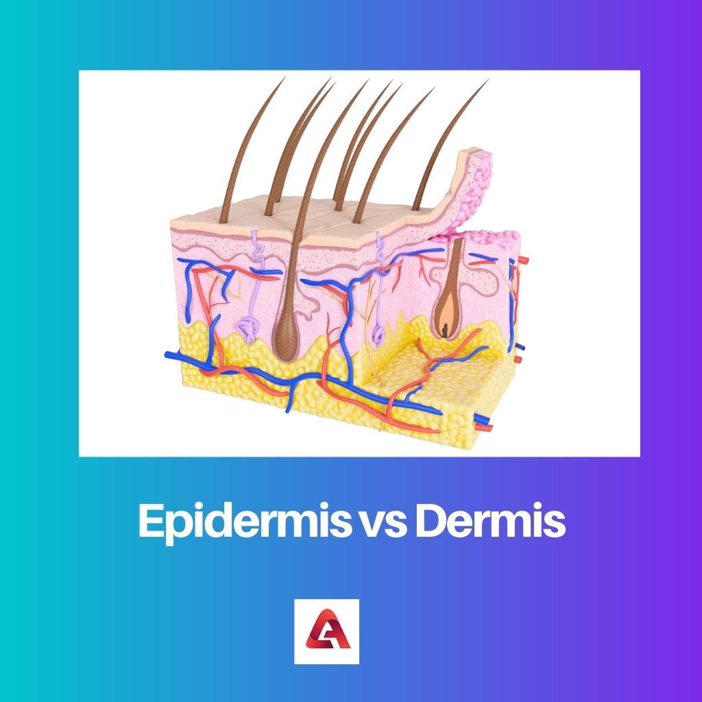 Epidermis vs Dermis