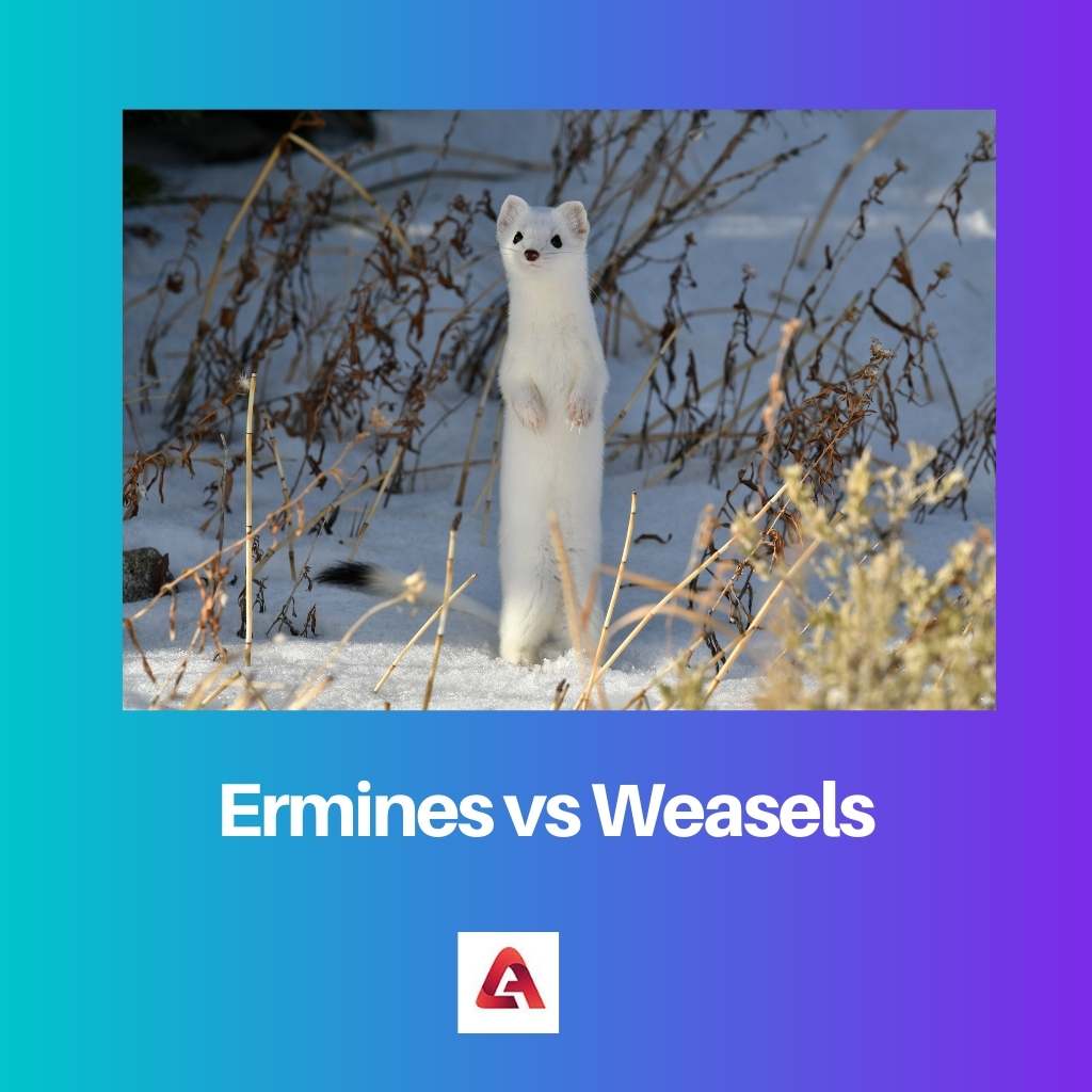 Ermines vs Weasels