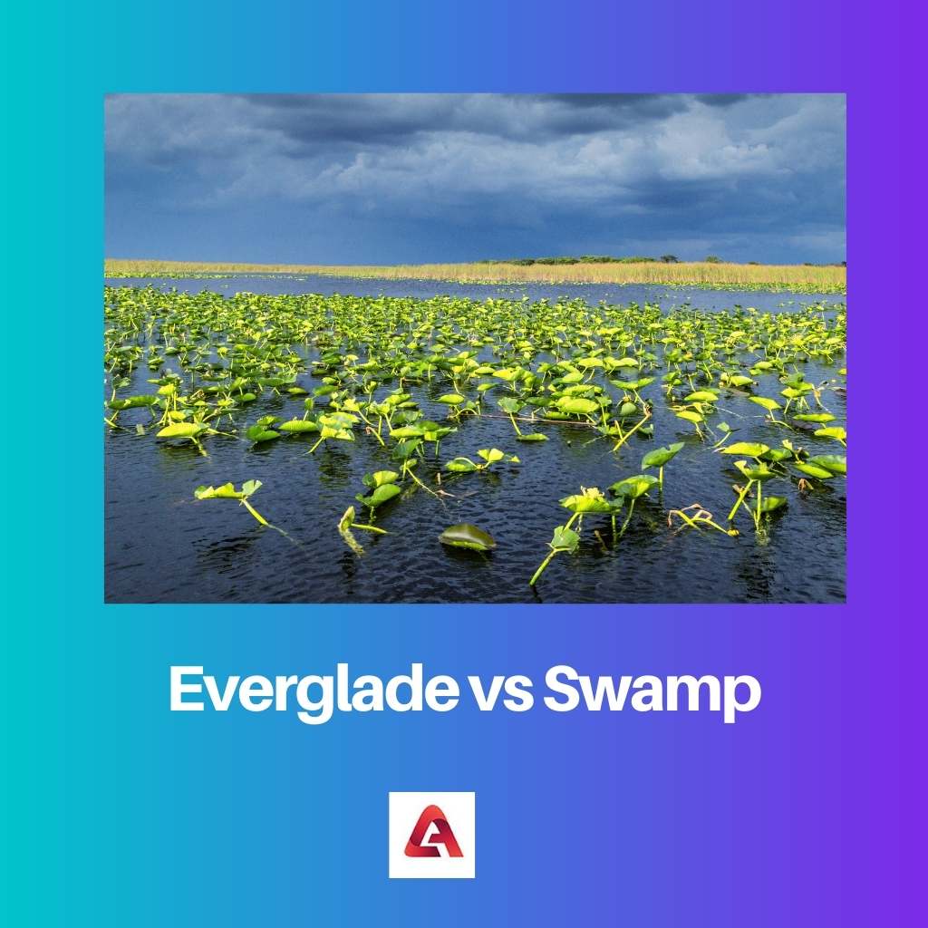 Everglade vs Swamp