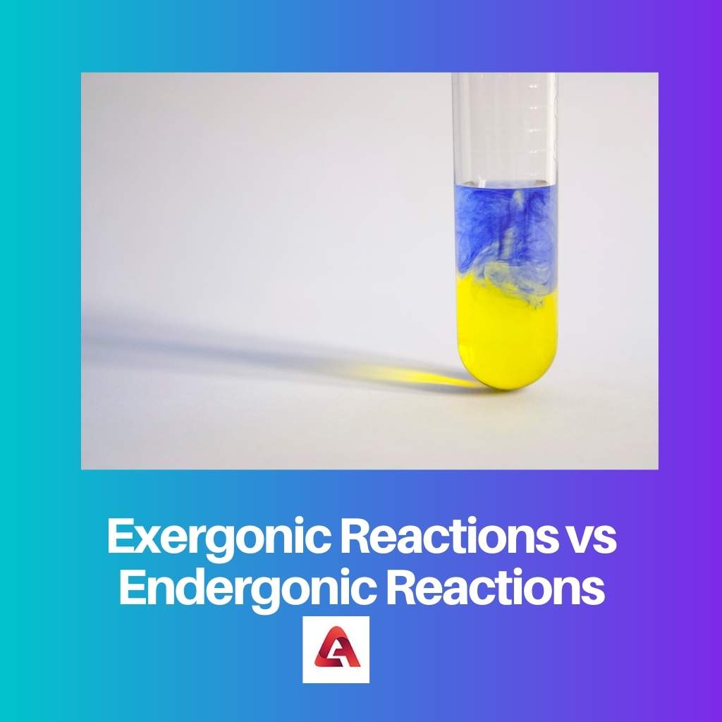 Exergonic Reactions vs Endergonic Reactions