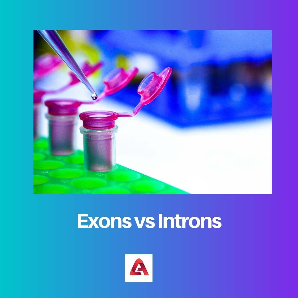 Exons vs Introns