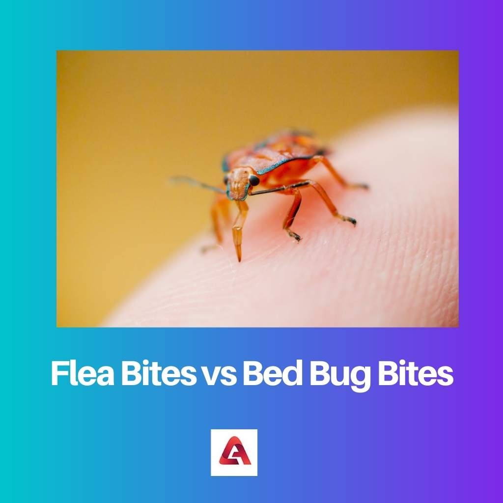 Flea Bites vs Bed Bug Bites